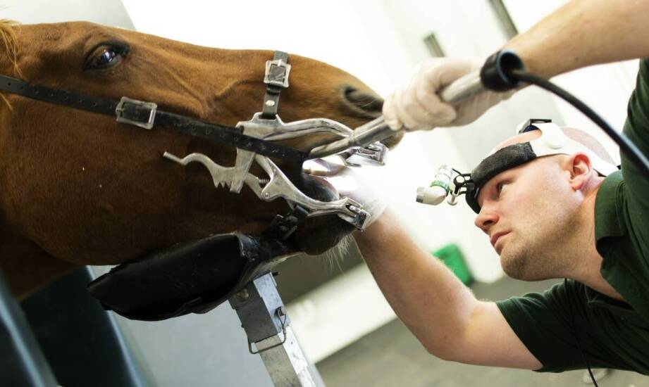 Jak dobrać odpowiednie urządzenie BEMER dla potrzeb swojego konia?
