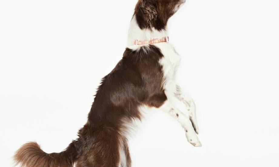 Jakie umiejętności rozwija pies podczas uczestnictwa w zajęciach z komunikacji?