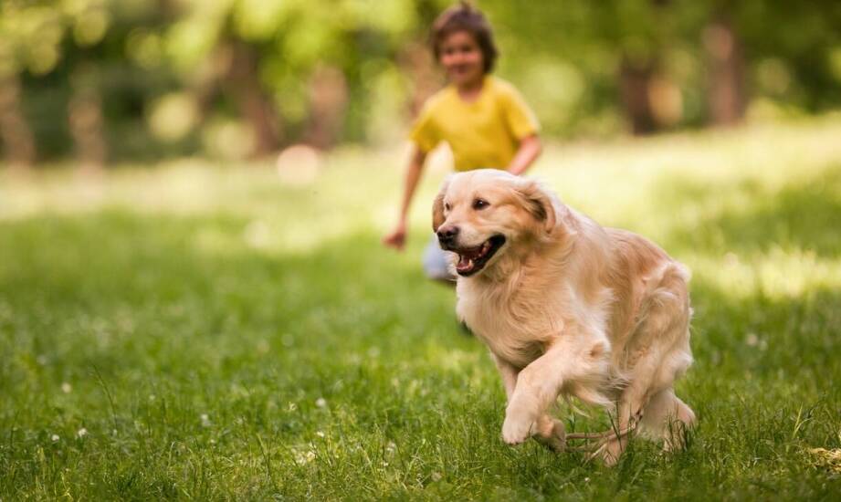 Wpływ indywidualnego podejścia na rozwój zdolności komunikacyjnych u psa