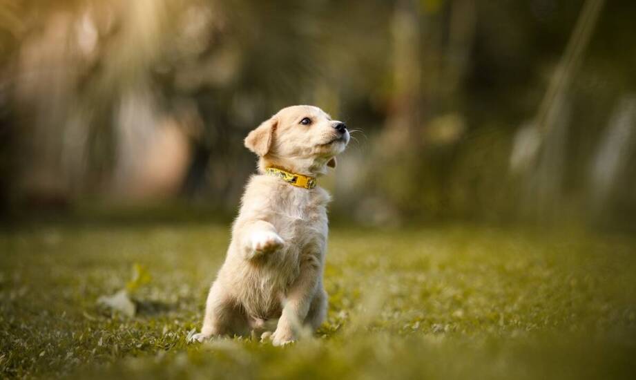 Szkolenie psów we Wrocławiu – jak budujemy wzajemne zaufanie z czworonogiem