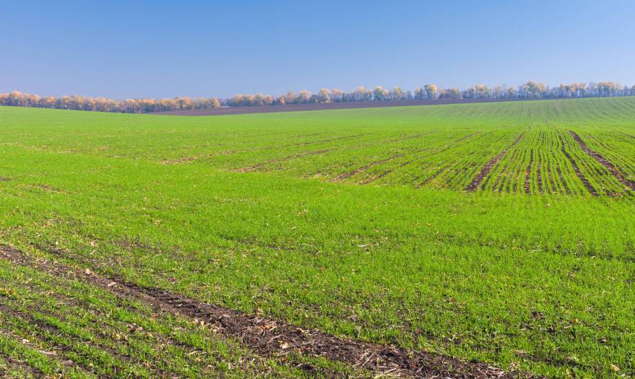 Jak rzeczoznawca majątkowy ocenia wartość gruntów rolnych?