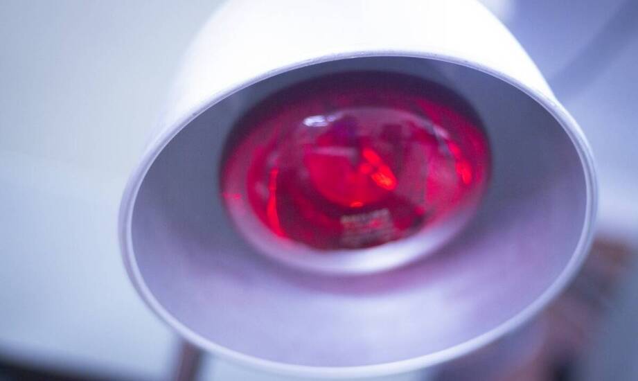 Rola żarówki grzewczej w utrzymaniu odpowiedniej temperatury dla płazów