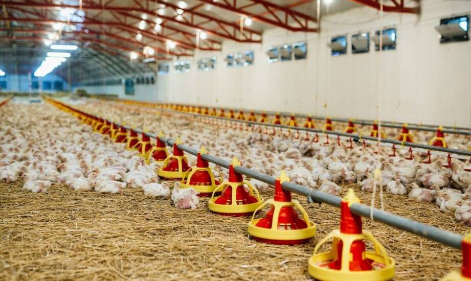 Poidła dla drobiu jako element zrównoważonego gospodarstwa