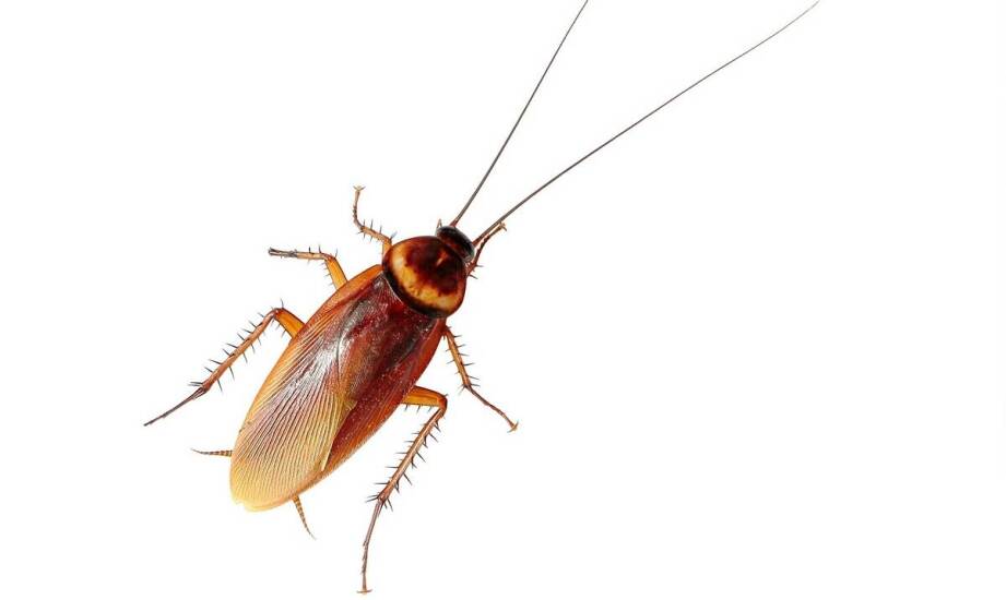 Skuteczne strategie prewencyjne przeciwko pojawieniu się żuka z długimi czułkami