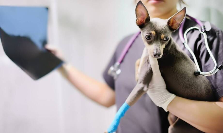 Rola diagnostyki obrazowej w leczeniu urazów ortopedycznych u psów