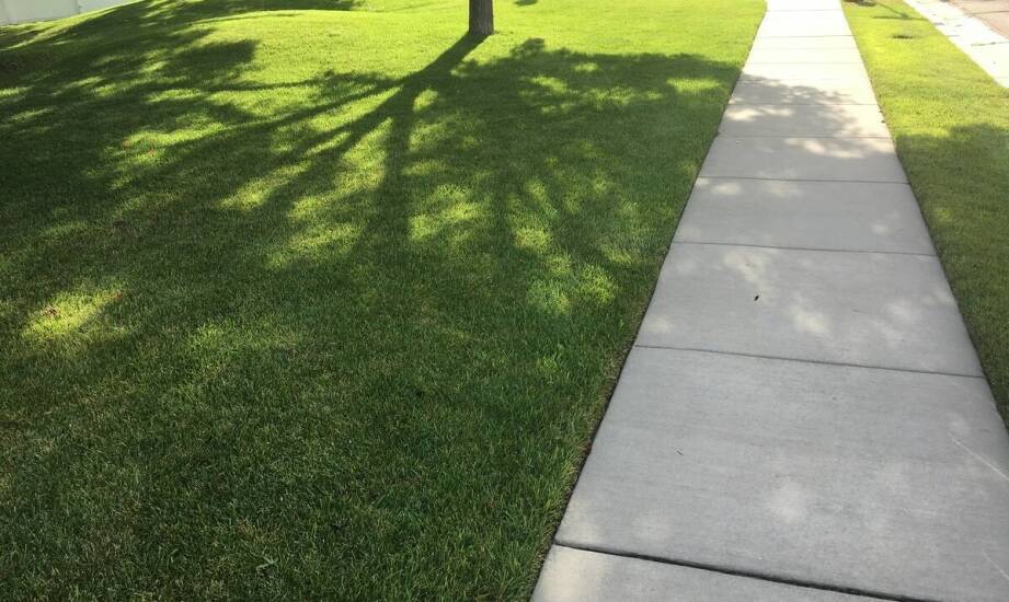 Różnice między trawą produkowaną na folii a odcinaną od gruntu