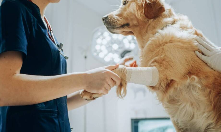 Znaczenie chirurgii urazowej w kompleksowej opiece weterynaryjnej