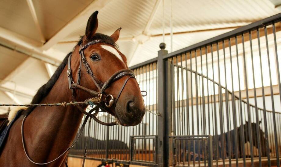 Effektive Feuchtigkeitsableitung auf Reitplätzen dank Dränmatte