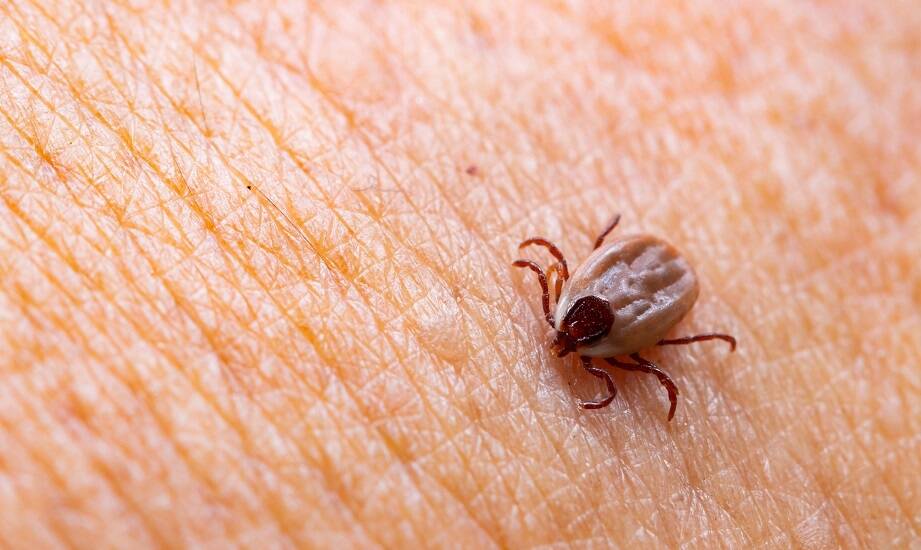 Jakie korzyści niesie za sobą terapia boreliozy przy użyciu stymulatora BRT?