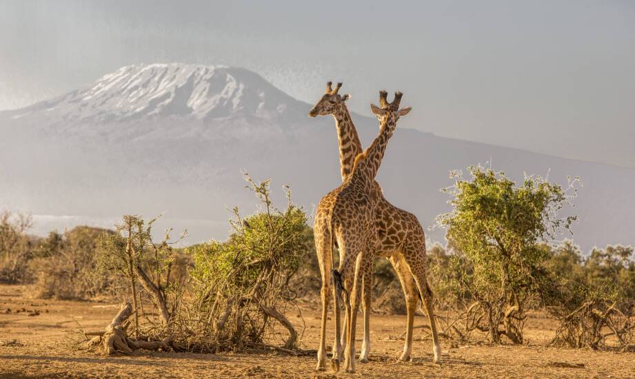 Jakie aktywności oferują parki narodowe w Kenii dla rodzin?