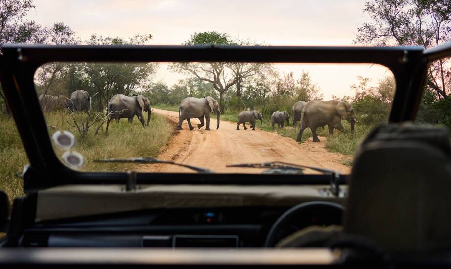 Rodzinne safari: Jakie zwierzęta fascynują dzieci na żywo?