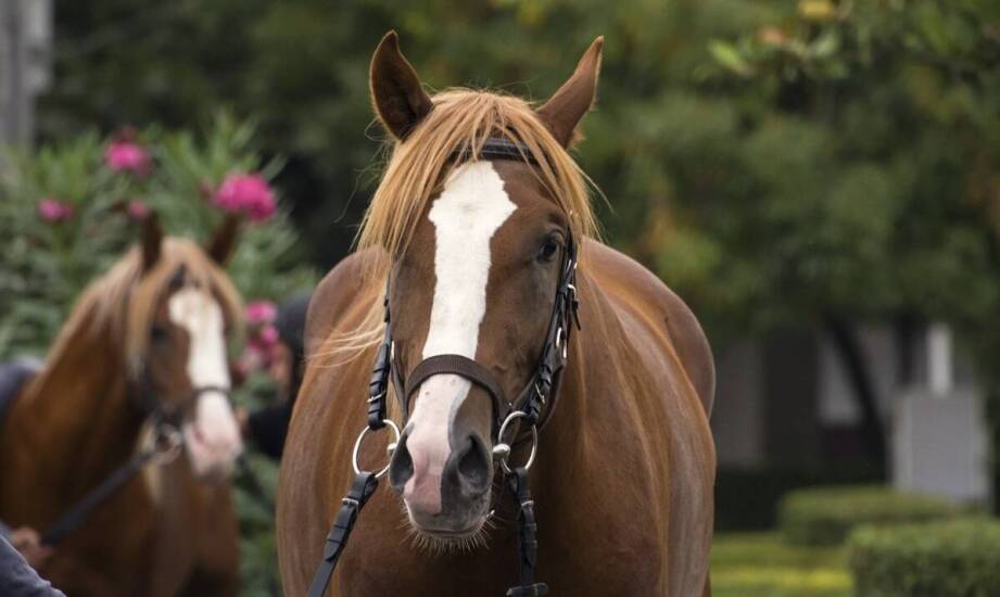 Rola kantarów w codziennym treningu i opiece nad koniem