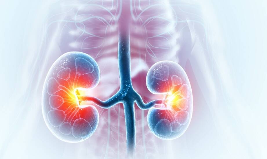 Wpływ Annona muricata na zdrowie wątroby i nerek