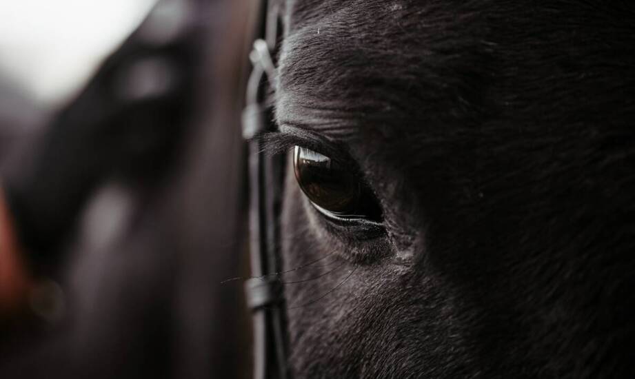 Zalety stosowania naturalnych materiałów w produkcji sprzętu jeździeckiego