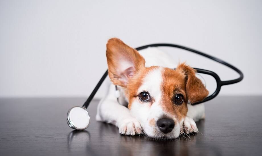 Jak dermatolog weterynaryjny ocenia skuteczność terapii u pacjentów?