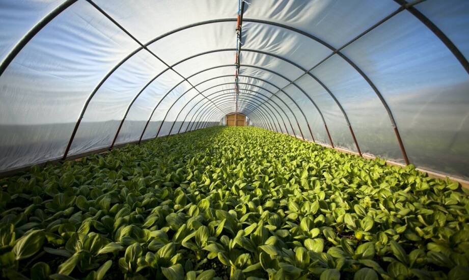 Tunele foliowe a zdrowie i wzrost truskawek