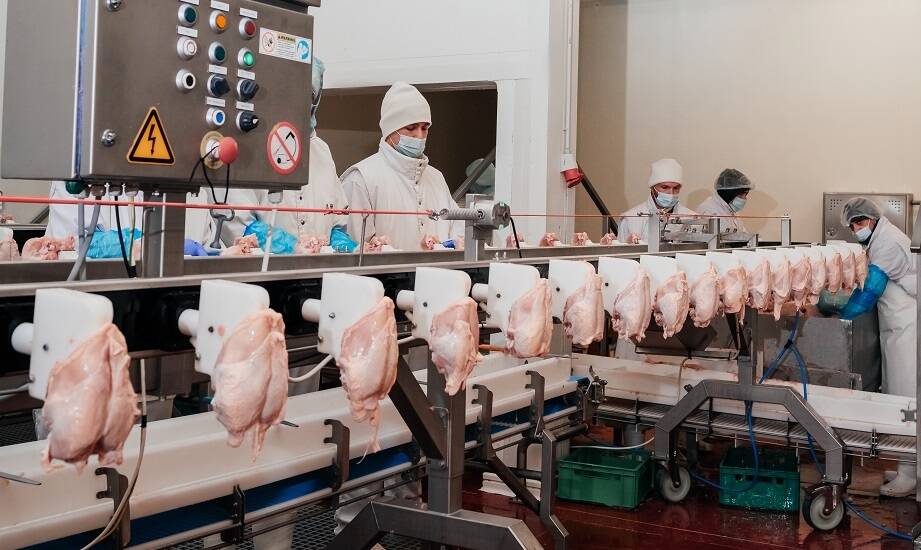 Jak skompletować linię ubojową — od ogłuszania po dzielenie i patroszenie.