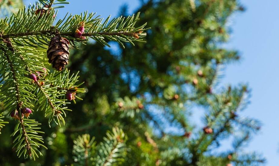 Jakie drzewa ozdobne najlepiej komponują się z iglakami?