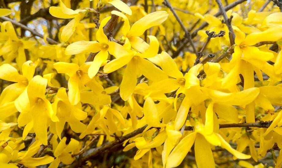 Wybór krzewów liściastych z oferty szkółki roślin mielec dla dużych przestrzeni