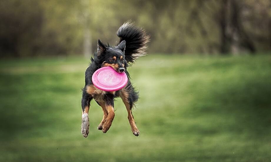 Frisbee long distance a rozwój umiejętności psa – co warto wiedzieć?