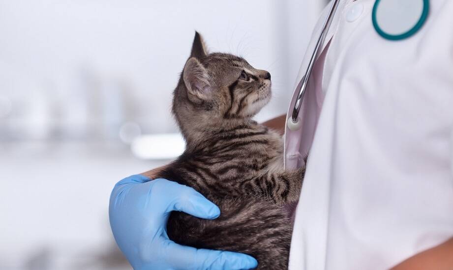 Gastroenterologia w służbie zdrowia zwierząt: kluczowe usługi weterynaryjne