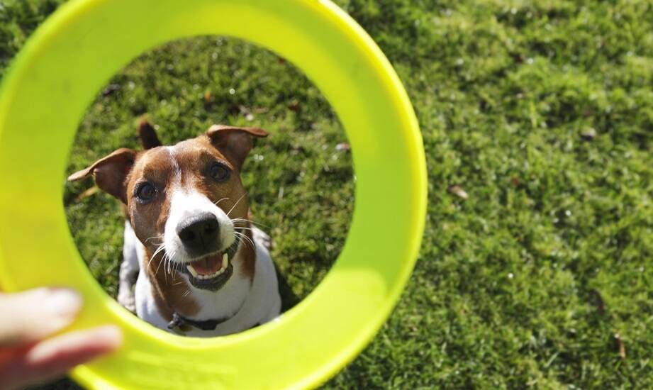 Dlaczego różnorodność kształtów i rozmiarów ma znaczenie w dyskach dla psa do rekreacji?
