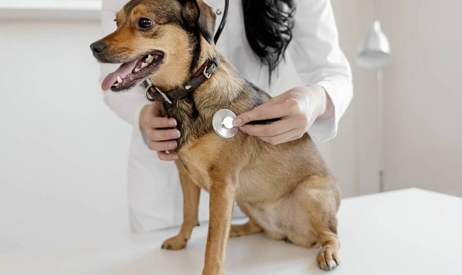 Wizyty domowe weterynarza w Ursusie – jak przebiegają i kiedy są zalecane?