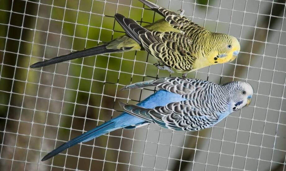 Z czego zbudować trwałą wolierę dla ptaków?