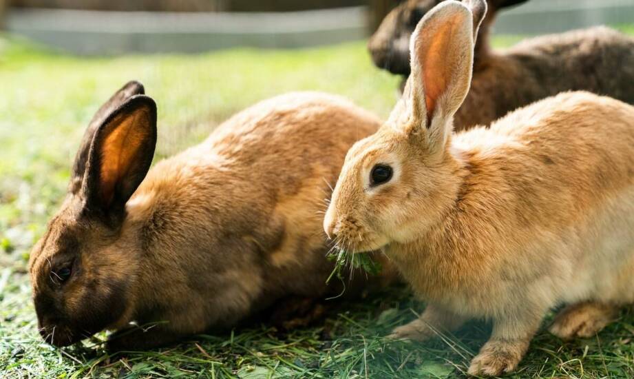 Uszy królicze jako przysmak dla psów z nadwagą – jak mogą pomóc?