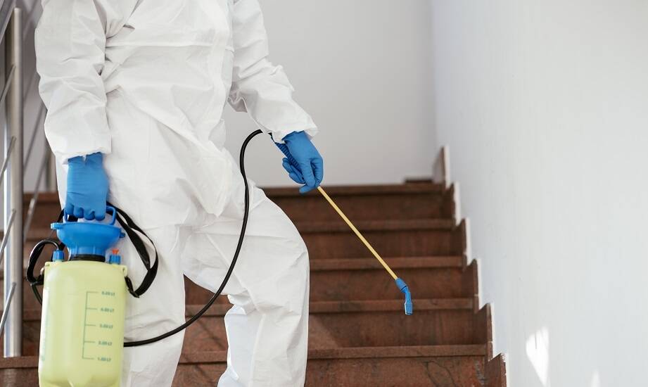 Skutki zaniedbań w zakresie dezynsekcji w obiektach użyteczności publicznej w Bełchatowie