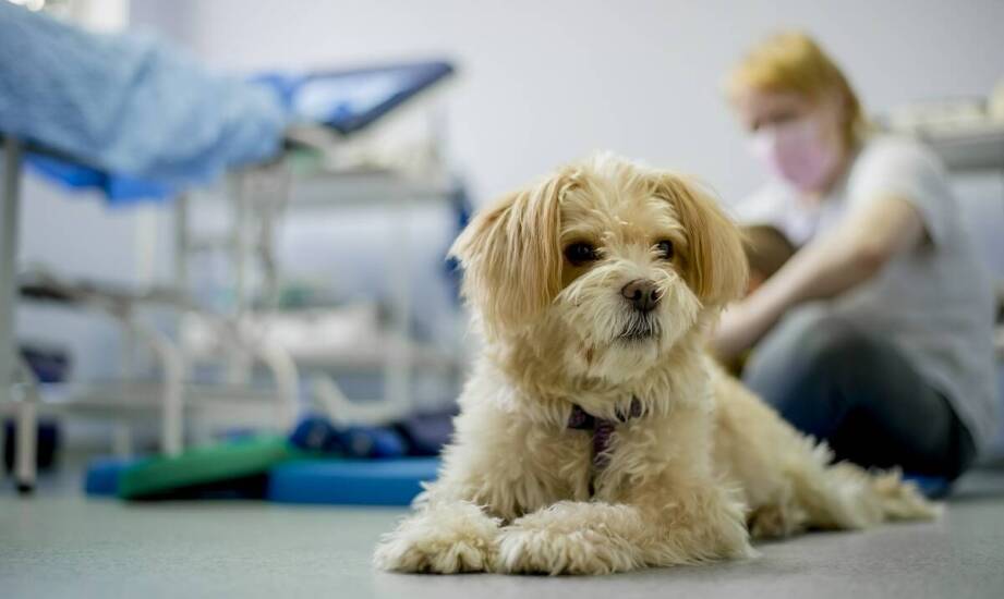 Znaczenie regularnych wizyt kontrolnych u weterynarza Błonie dla zdrowia Twojego pupila