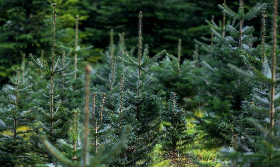 Odporność iglaków podlaskich na choroby i szkodniki