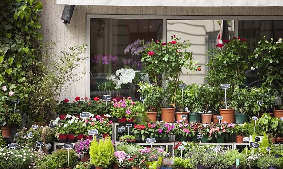 Jak stworzyć zdrowy mikroklimat na stoisku targowym dzięki roślinom?