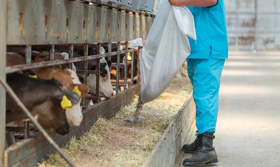 Jak efektywność hodowli zwiększa się dzięki paszom uzupełniającym?