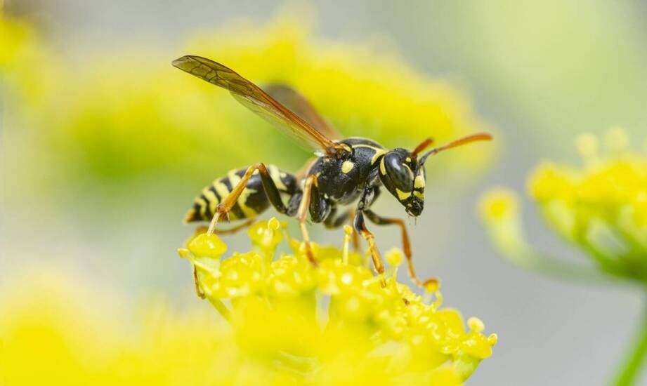 Jak wpływa obecność szerszeni na jakość życia domowników?