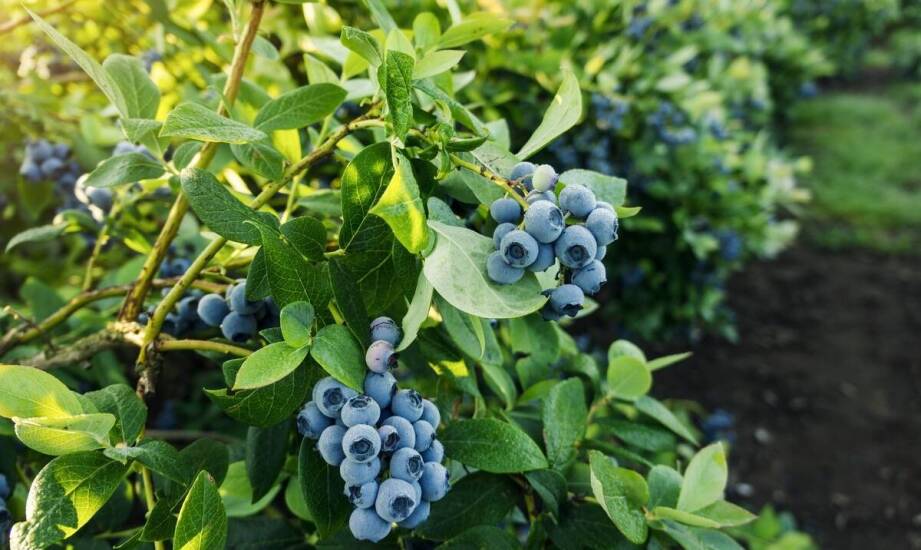 Profesjonalne strategie wyboru najlepszych sadzonek borówki amerykańskiej do ogrodu