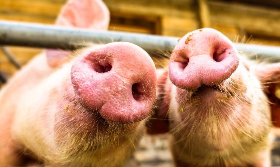 Jakie są kluczowe różnice między świeżymi a mrożonymi noskami wieprzowymi?