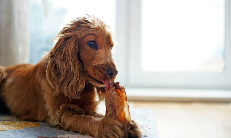Mięso wieprzowe w diecie psa — dlaczego jest wskazane i kiedy ograniczać?
