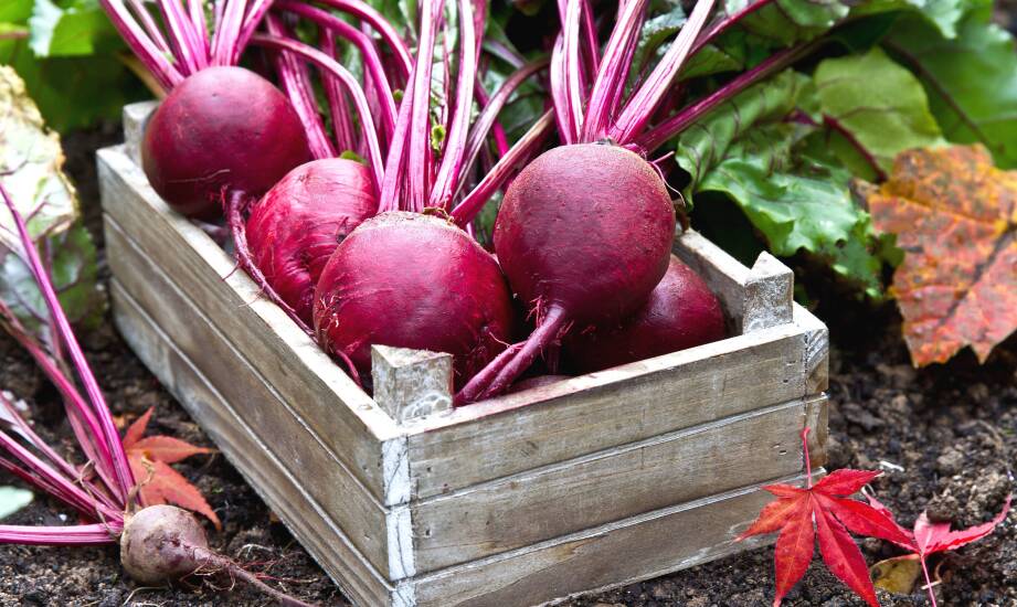 Wpływ nasion buraka ćwikłowego na estetykę ogrodu i przestrzeni zielonych