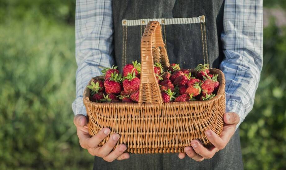 Jak dbać o flance truskawek, aby cieszyć się obfitymi owocami?