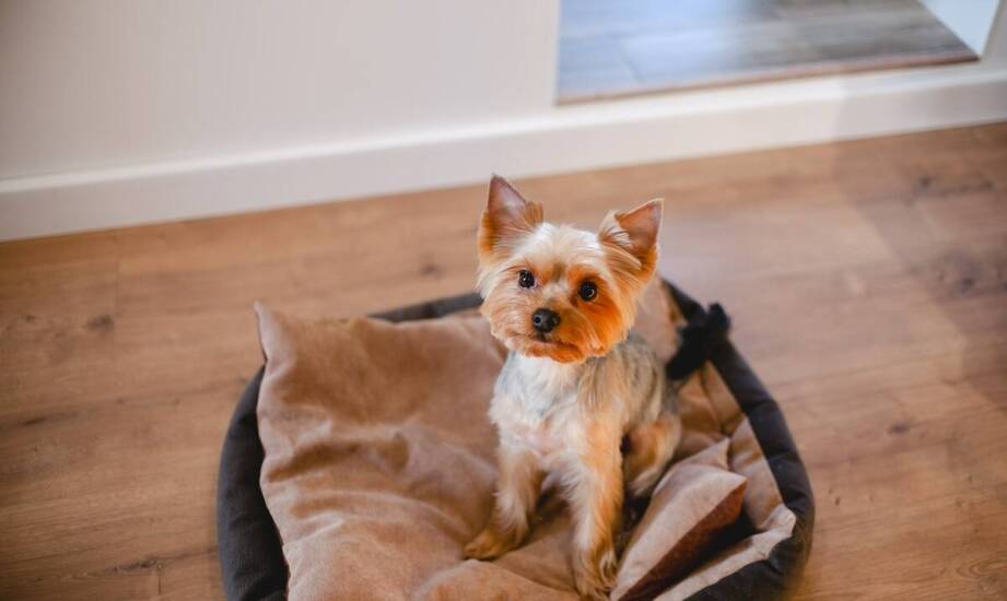 Jak polecany hotel dla psów dba o indywidualne potrzeby każdego czworonoga?