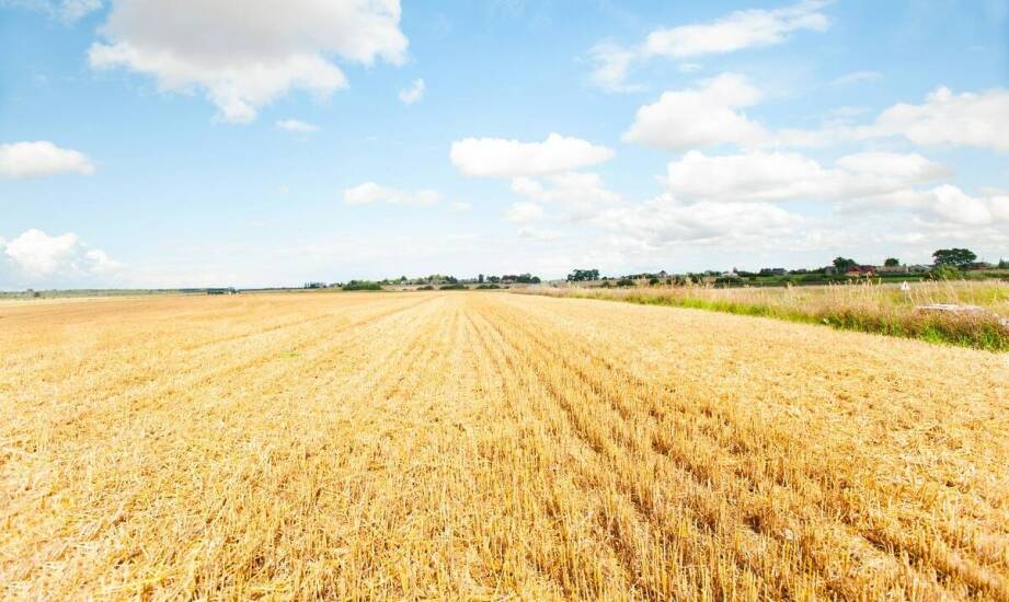 Porównanie różnych typów nawozów azotowych w kontekście upraw zbóż