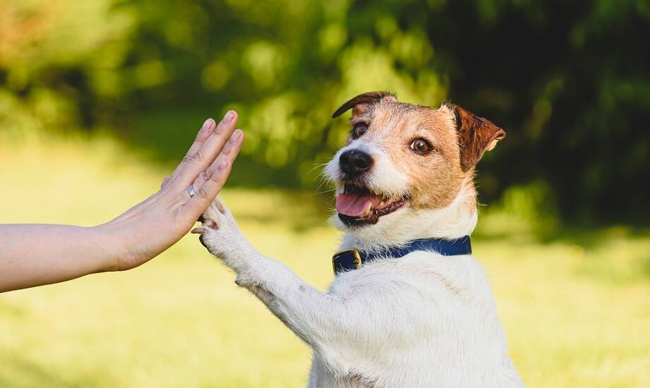 Jak unikać najczęstszych błędów w wychowaniu psa dzięki szkoleniom?
