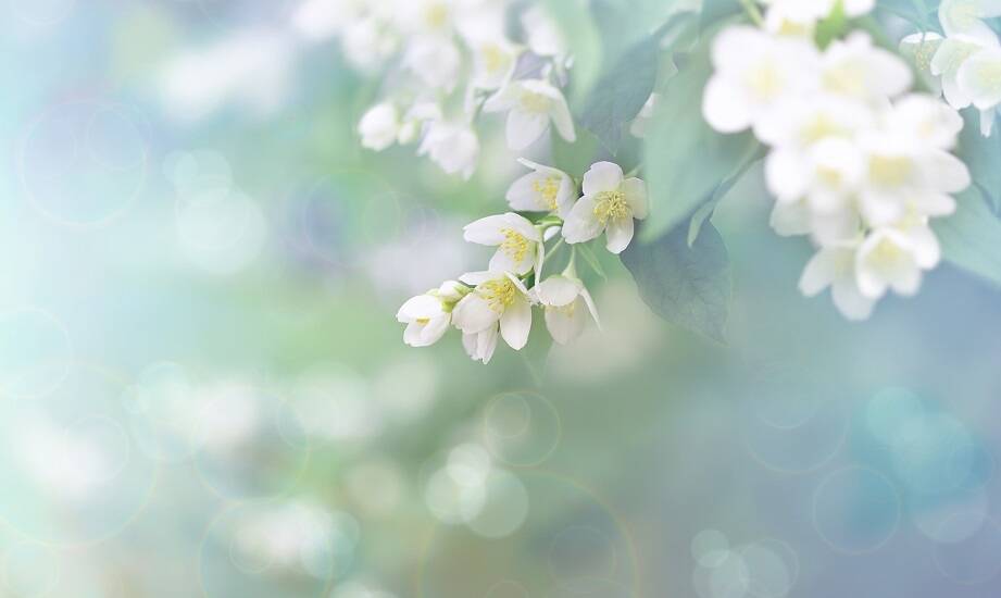 Krzewy do ogrodu jako naturalna osłona przed wiatrem