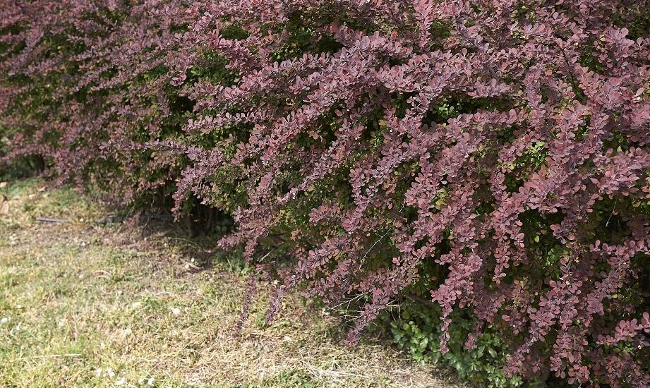 Dlaczego berberys czerwony to idealny wybór na żywopłot?