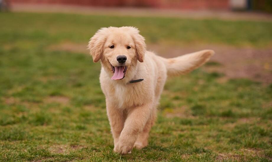 Konsultacje behawioralne a rozwój umiejętności komunikacyjnych u psów we Wrocławiu