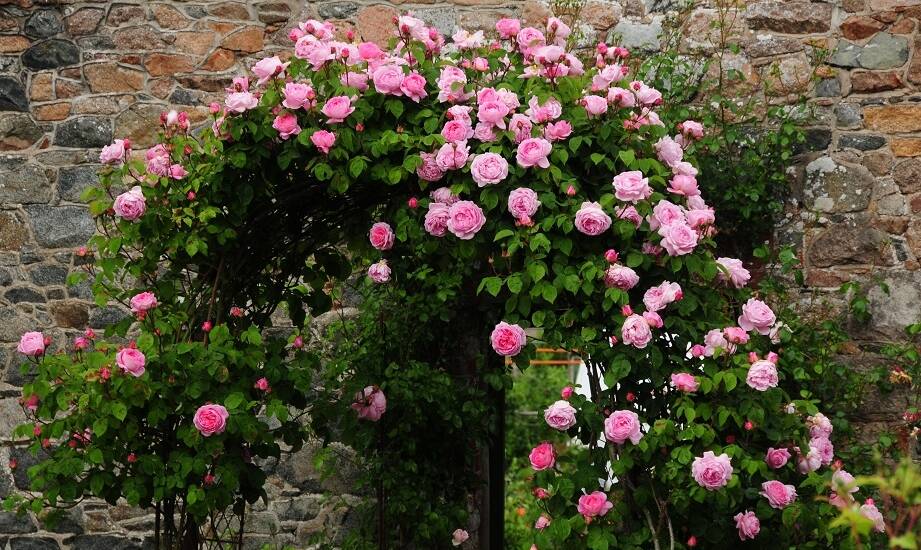 Róża pnąca jako naturalna osłona w ogrodzie