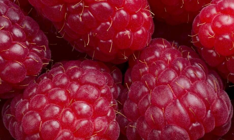 Czym nawozić maliny, aby poprawić ich smak i jakość owoców?