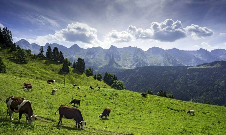 Zastosowanie promotorów wzrostu w zrównoważonej produkcji bydła