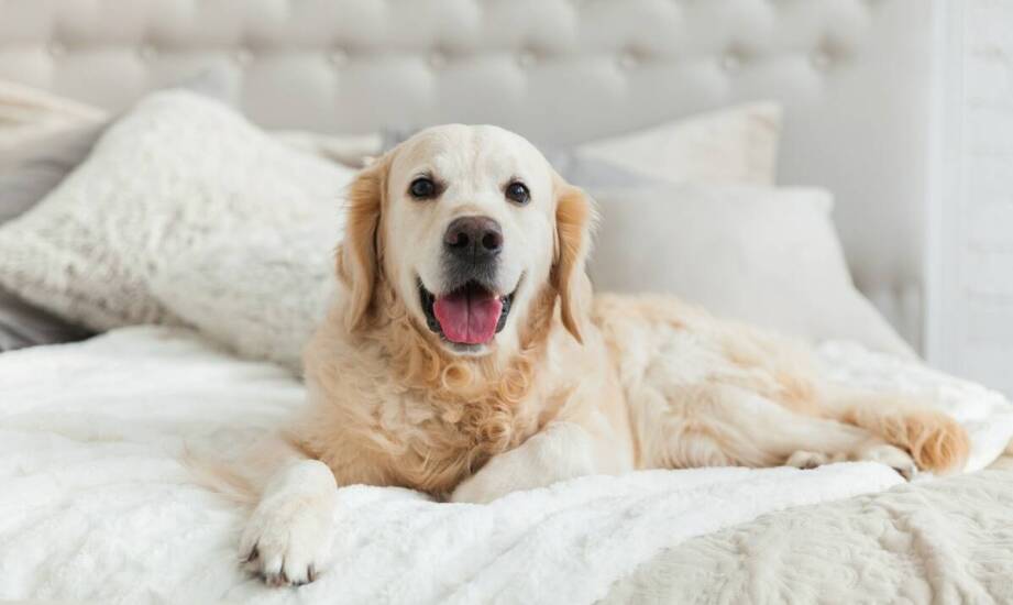 Jakie legowiska dla psa są najlepsze na chłodniejsze dni?